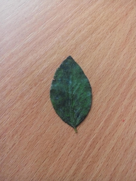 Листочки деревьев. Пятачки листьев. Ворох листьев. Жёлтый лист осенний. Лист клена.