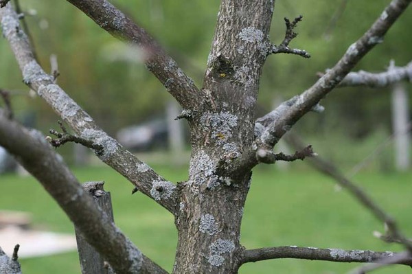 Белый грибок на яблоне. Бороздование коры яблони. Белая плесень на стволе яблони. Грибок на плодовых деревьях. Цитоспороз ив.