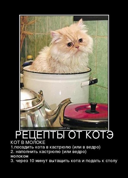 Суп с котом мем