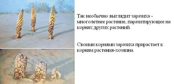 паразиты на конопле паразиты на конопле