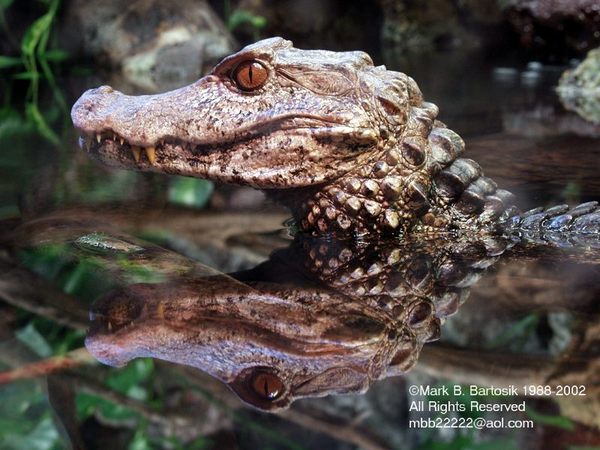 Ответы Mail: Опасны ли кайманы?