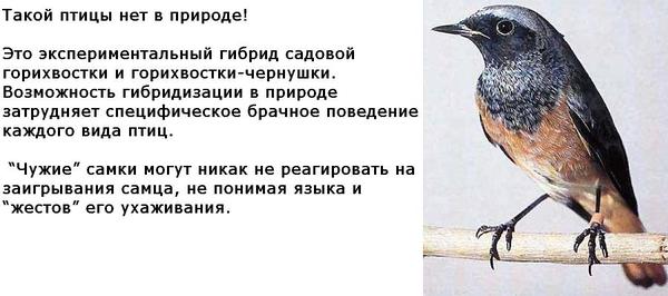 Доклад по теме Межвидовая гибридизация у птиц Доклад по теме Межвидовая гибридизация у птиц