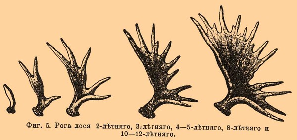 Ответы Mail.ru: Как правильно отращивать рога?