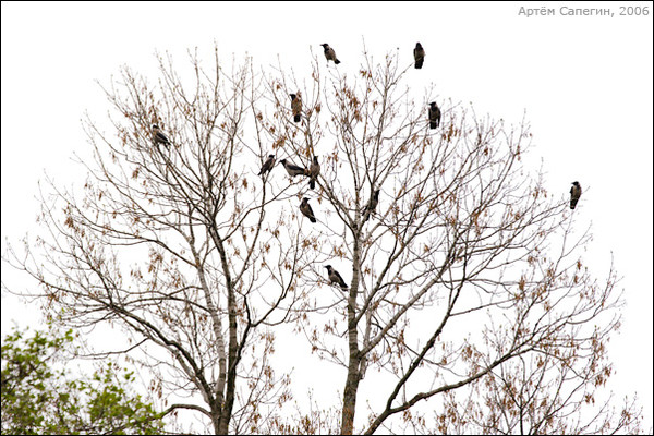 Вороны на дереве зимой. Вороны на верхушках деревьев. Вороны на верхушках деревьев. Птицы на верхушках деревьев. Птицы на верхушках деревьев.