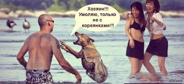 Мемы про корейцев и собак