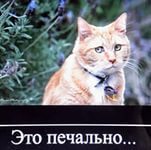 Сочувствую открытка прикол