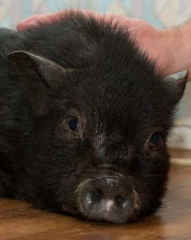 свинопотам