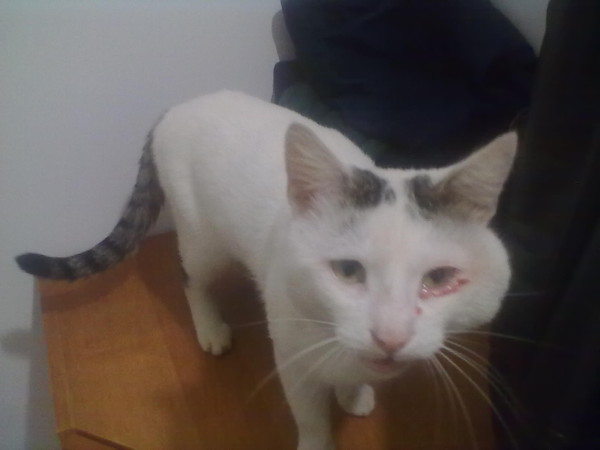 у кота шишка где щека твердая. прищуренный взгляд кота. у кота опухли щеки. у кота опухло над глазом. у кота опухли щеки.