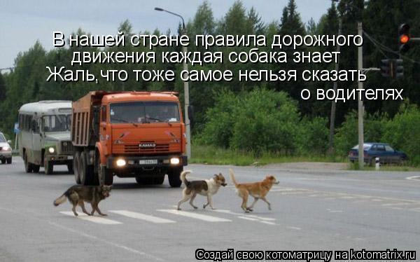 Анимация, картинки прикольные пдд