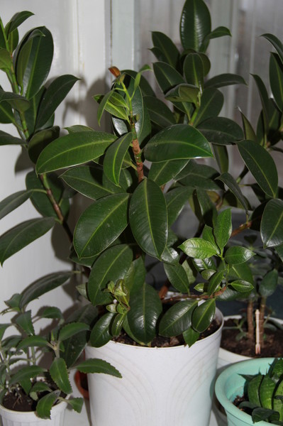 цветок из квартиры умершего. цветочный вор. вечная память. мертвая роза. гроб.