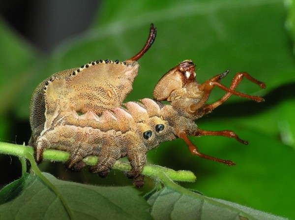 Паукообразная гусеница. Гибрид паука и гусеницы. Паучья гусеница. Необычные гусеницы. Вилохвост жук.