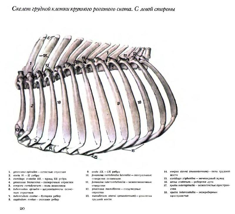 Сколько ребер у кошки