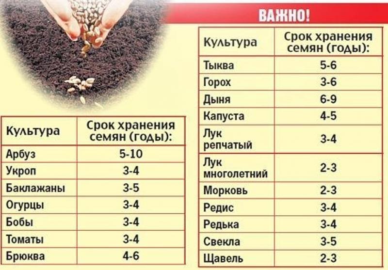 Срок годности семян овощей таблица на всхожесть