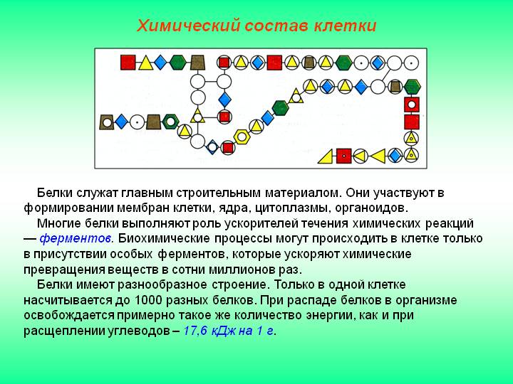 Расположение белков в клетке
