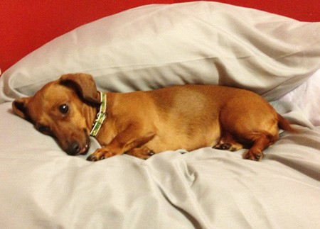 Течка у таксы. Такса девочка. Трусы для течки у собак. Течка у таксы. Течка у таксы.