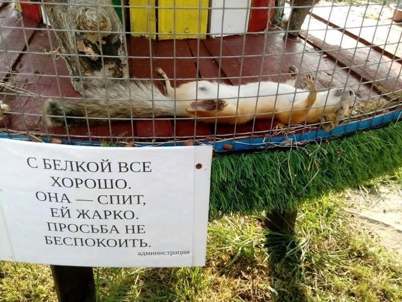Картинки о жаре прикольные