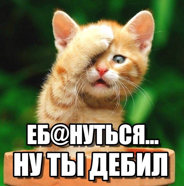 Добрым бодрым, картинки ты дебилка