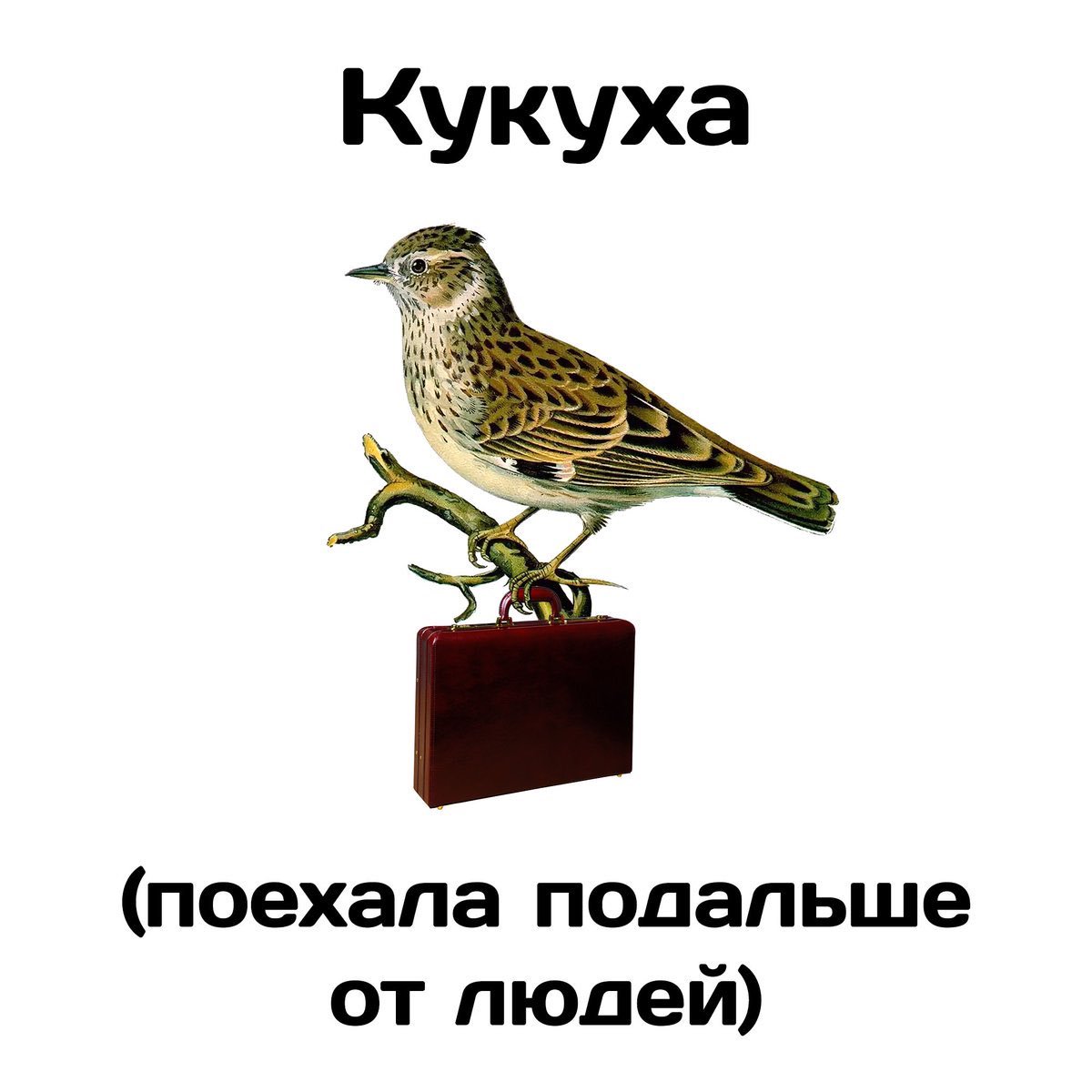Ответы Mail.ru: Едет кукушка поочередно у людей или вмесете?