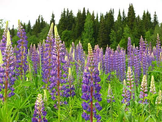 Ответы Mail.ru: Ээто иван чай или нет? Или похожая трава? С какой травой его мож