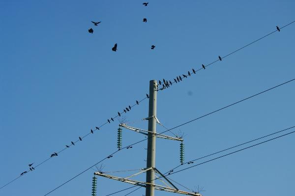 птицы на проводах. птицы лэп. птицы на проводе. гнездо на лэп. птицы лэп.
