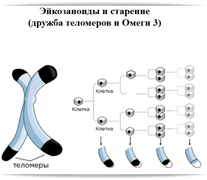 Удлинение теломер. Теломеры. теломеры и теломераза. теломеры на концах хромосом. теломеры и старение.