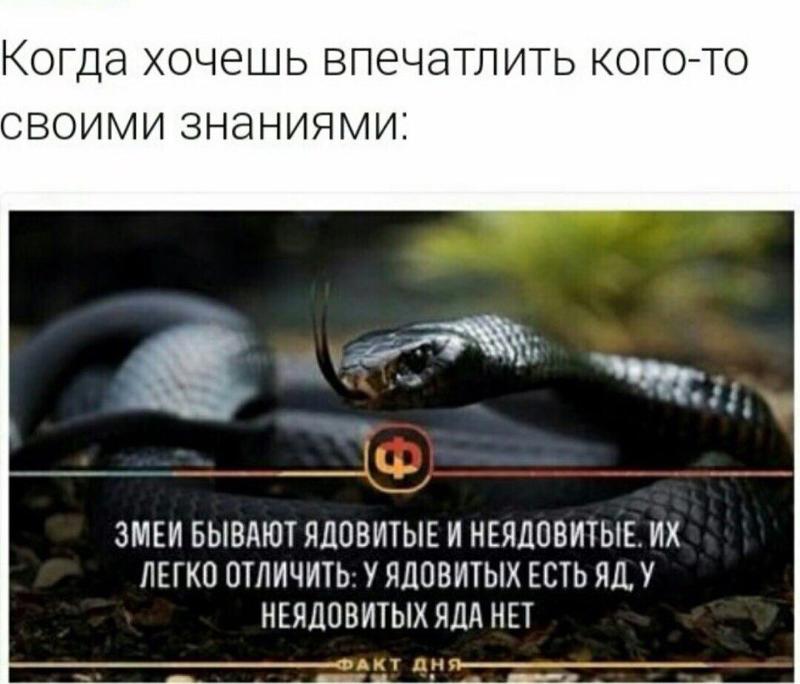 кобра плюется ядом. ты змея. альбом обложка змея. египетский аспид. змей певец.