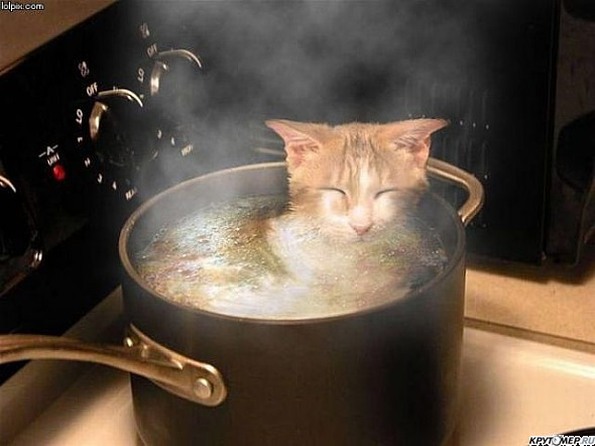 Суп с котом