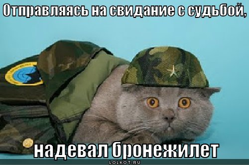 Кот в военной форме фото