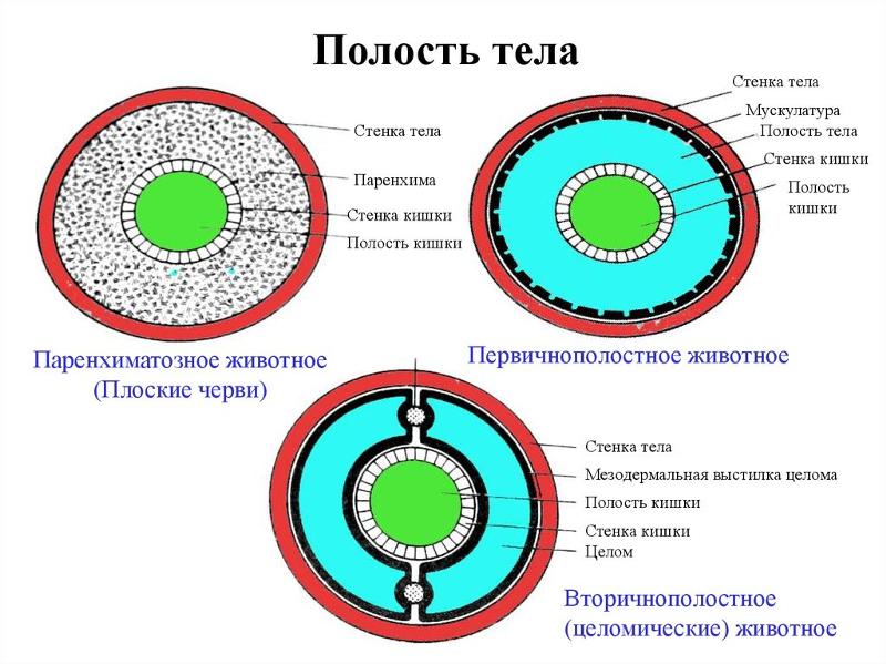 Эволюция трехслойных животных схема