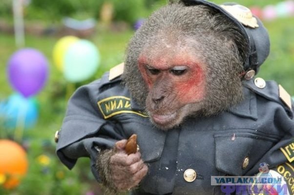 Обезьяняя Школьная Логика: записи сообщества ВКонтакте