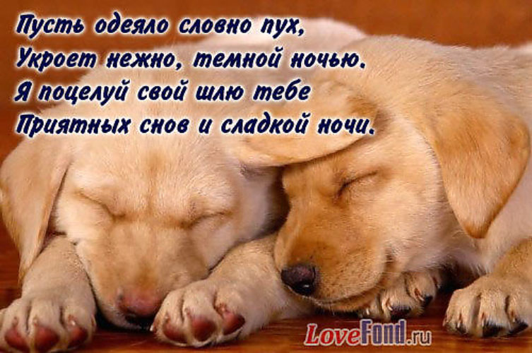 Подарки, открытки мужчине спокойной ночи сладких снов целую тебя нежно нежно
