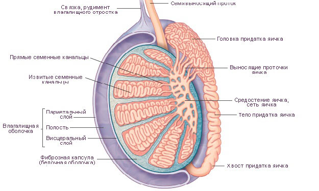 Что находится внутри яичек у мужчин Ответы Mail.ru: что находитса в нутри яичка у мужчины?