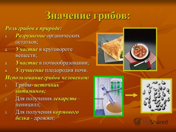 Ответы Mail.ru: Сообщение многообразие грибов и их значение в природе и жизни че