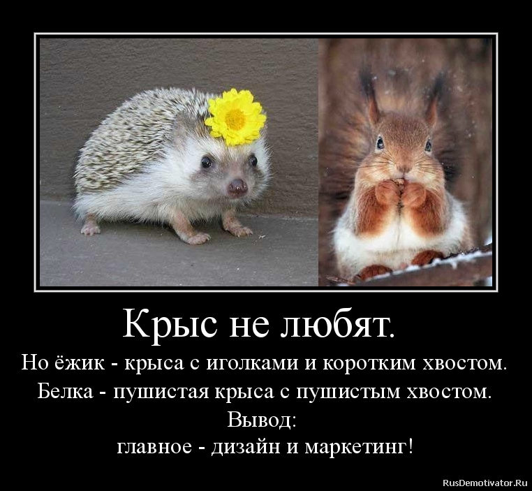 Ежик правда любишь. Крыса демотиватор. крыса прикол. ежик демотиватор. смешные шутки про крыс.