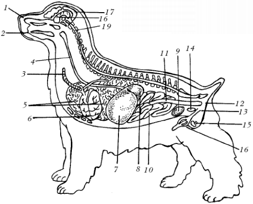 Pin by Holy Death on art·ist·ry Medical illustration, Dog anatomy, Technical ill