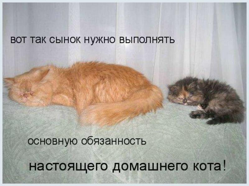 Смешные картинки с надписями котики