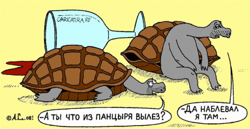 Текстом днем, картинки с черепахами с надписями