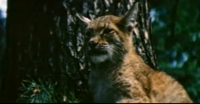 Рысь возвращается. Тропой бескорыстной любви 1971. Белая рысь. Рысь кунак. Рысь возвращается.