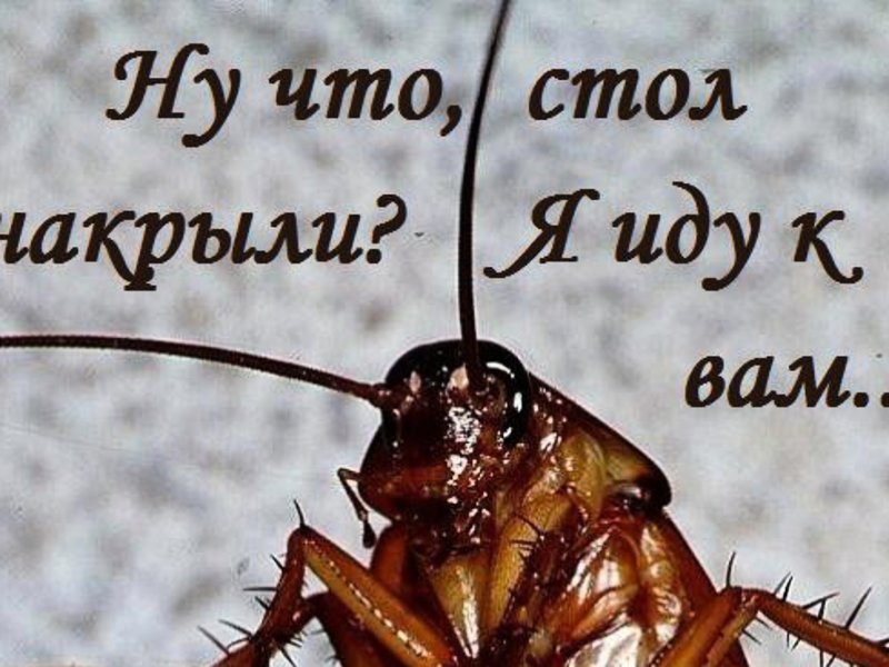Панда, смешные картинки про тараканов