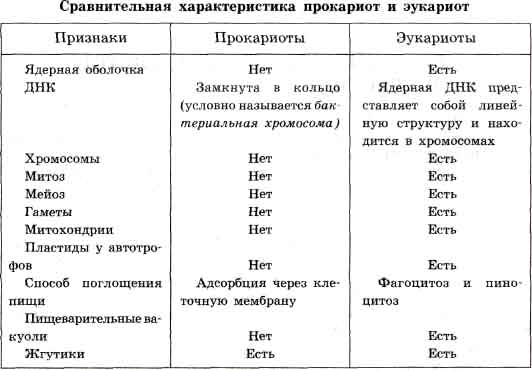 Ответы Mail.ru: Клетки прокариот в отличие от клеток эукариот не имеют