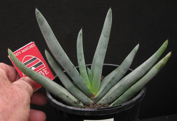 Aloe ruffingiana. алоэ squarrosa. алоэ без. алоэ без. алоэ без.