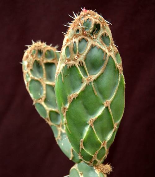 Opuntia reticulata cobra. опунция кобра. опунция reticulata cobra. опунция зебрина. Opuntia cochenillifera.