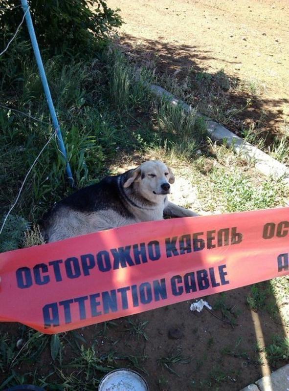 Как выглядит кабель собака