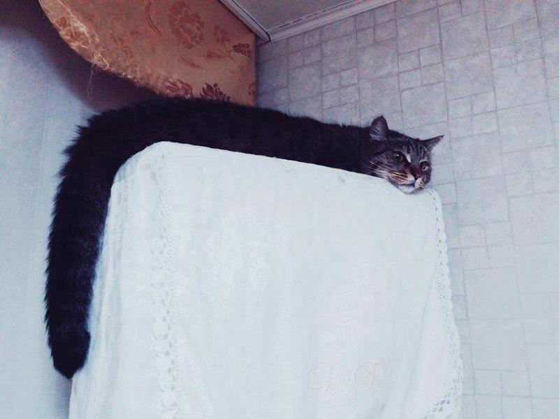 Мем с длинным котом