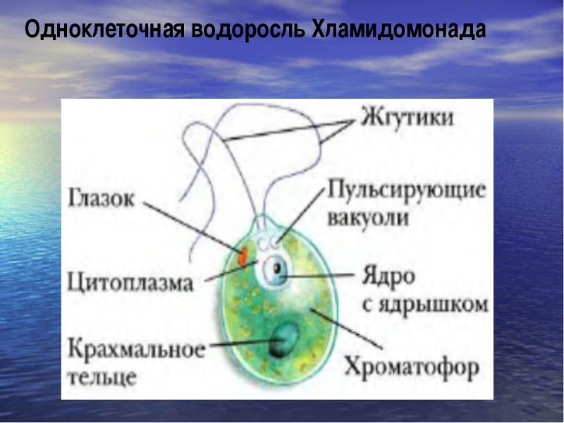 Ответы Mail.ru: есть ли ядро у одноклеточных растений дам макс баллов сегодня от