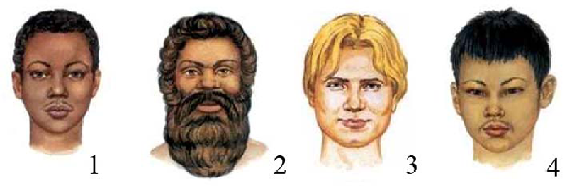 расы людей на земле. расы людей. 4 расы. 4 расы. человеческие расы.