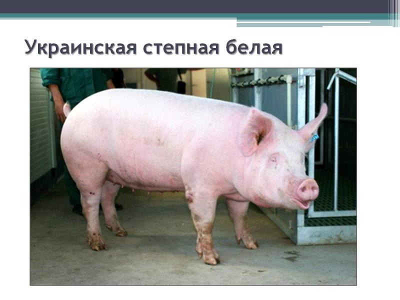 украинская степная белая порода свиней НЕДВИЖИМОСТЬ каталог