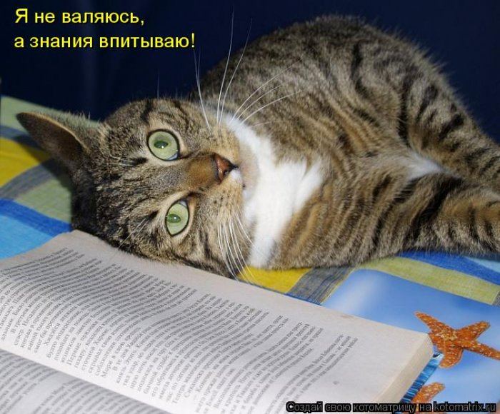 Мы все учились понемногу егэ. Мы все учились понемногу. мы все учились понемногу чему-нибудь. коты знания. впитывать знания.