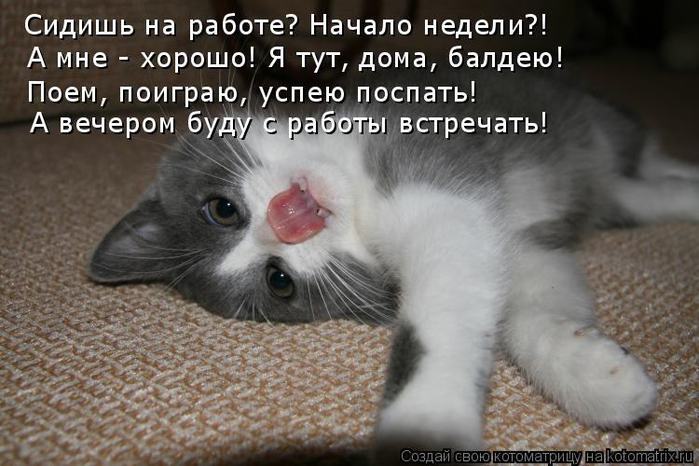 Прикольные картинки и фото кошек прикольные надписи привет, напечатать открытки