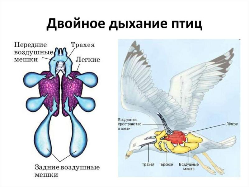 Нарисуйте схему процесса двойного дыхания птиц